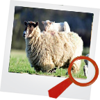 ཕབ་ལེན་བྱེད་པའི"གཅེས་ཉར་སྲོག་ཆགས་མཛེས་མ་དང་ཁྱད་པར་ཤེས་"རྩེད་མོ་-v1.0