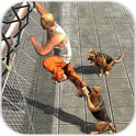 監獄逃脫:警犬遊戲下載-監獄逃脫:警犬(動物模擬)Prisoner Escape Police Dog下載 v1.1