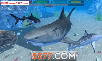 究极鲨鱼模拟游戏下载-究极鲨鱼模拟器手机版(鲨鱼模拟生存)Ultimate Shark Simulator下载 v1.0.3安卓版 게임 스크린샷 1