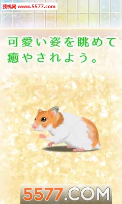 治愈仓鼠养成游戏下载-治愈仓鼠养成安卓版下载 游戏截图 2