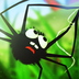 Save the Spider тоглоомыг татаж авах - Save the Spider гар утасны хувилбар v1.1.74