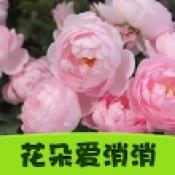 Цэцэг устгах (Улаан дугтуйтай хэвлэл)-ийг татаж авах - Цэцэг устгах тоглоом v1.0.0.0 татаж авах
